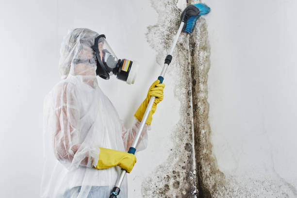 Best Mold Remediation for Vacation Homes  in Jennings, MO